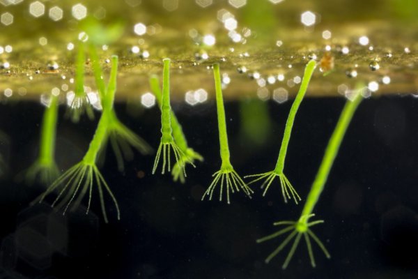 Кракен купить меф