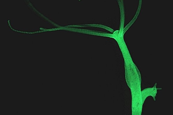 Кракен рабочая ссылка