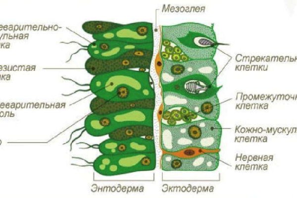 Кракен бошки